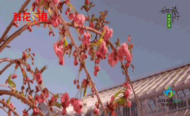 濟南國際鮮花港.gif